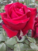 Grande Amore Grande Amore