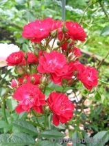 Alberich Cl. Alberich Cl.