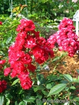 Alberich Cl. Alberich Cl.