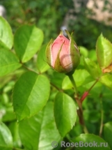 Galia Galia