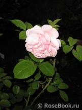 Galia Galia