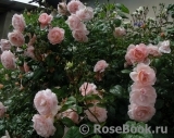 Strawberry Hill Strawberry Hill