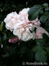 Generous Gardener, The Generous Gardener, The