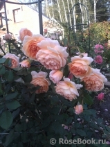Crown Princess Margareta® Crown Princess Margareta®