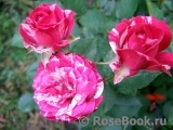 Arrow Folies ® Arrow Folies ®