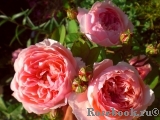 The Alnwick Rose The Alnwick Rose