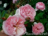 The Alnwick Rose The Alnwick Rose