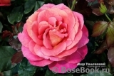 Belle Epoque Sunflor ® Belle Epoque Sunflor ®
