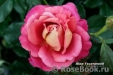 Belle Epoque Sunflor ® Belle Epoque Sunflor ®