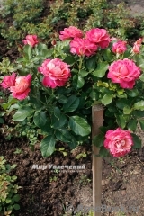 Belle Epoque Sunflor ® Belle Epoque Sunflor ®