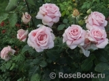 Frederic Mistral® Frederic Mistral®