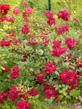 Alberich Cl. Alberich Cl.