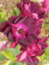 Burgundy Ice Burgundy Ice
