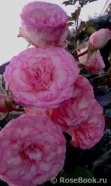 Mini Eden Rose Mini Eden Rose