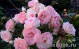 Mini Eden Rose Mini Eden Rose