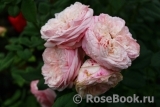 Claire Rose Claire Rose