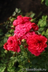 Rosarium Uetersen