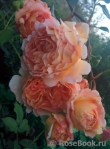 Abraham Darby Abraham Darby
