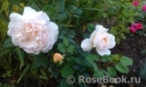 Crocus Rose® Crocus Rose®