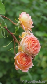 Abraham Darby