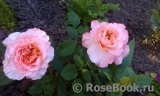 Augusta Luise Augusta Luise