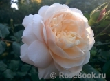 Crocus Rose® Crocus Rose®