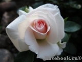 Aspirin Rose Aspirin Rose
