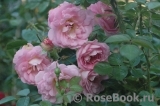 Marie-Victorin Marie-Victorin