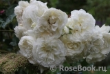 Aspirin Rose Aspirin Rose