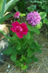 Sophy’s Rose Sophy’s Rose