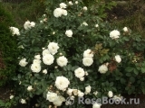Alabaster