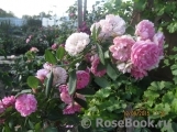 Fleur de Sardaigne
