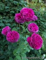 Falstaff® Falstaff®