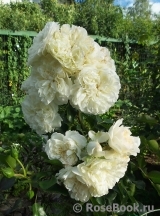 White Meidiland White Meidiland