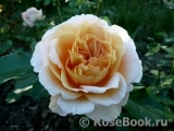 Sangerhauser Jubilaumsrose Sangerhauser Jubilaumsrose