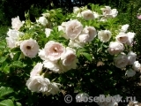 Ritausma Ritausma