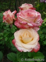 Belle Perle Belle Perle