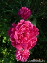 Sophy’s Rose Sophy’s Rose
