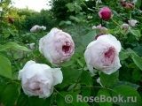 The Wedgwood Rose The Wedgwood Rose