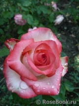 Blush Blush