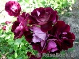 Burgundy Ice Burgundy Ice