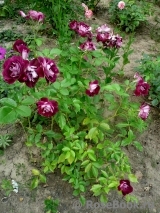 Burgundy Ice Burgundy Ice