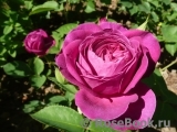 Heidi Klum Rose Heidi Klum Rose