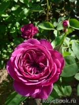 Heidi Klum Rose Heidi Klum Rose