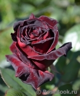 Black Baccara Black Baccara