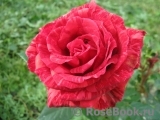 Red Intuition Red Intuition