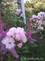 Guirlande Rose Guirlande Rose