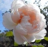 Generous Gardener, The Generous Gardener, The