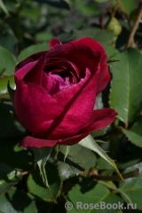 Darcey Bussell Darcey Bussell