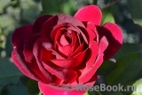 Darcey Bussell Darcey Bussell
